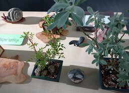 Můj koníček bonsaje